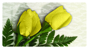 DSC700 059 2 Roses Yellow